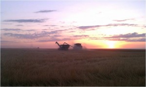 AGCO Wheat Sunset
