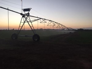 Evening Irrigation_Richard Chapple