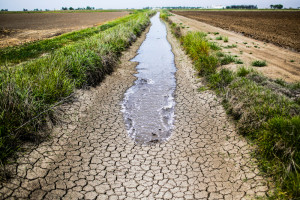 Irrigation water runs along a dried-up ditch between rice farms to provide water for the fields in Richvale, Calif.