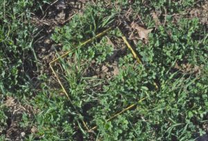 alfalfa-stand-check