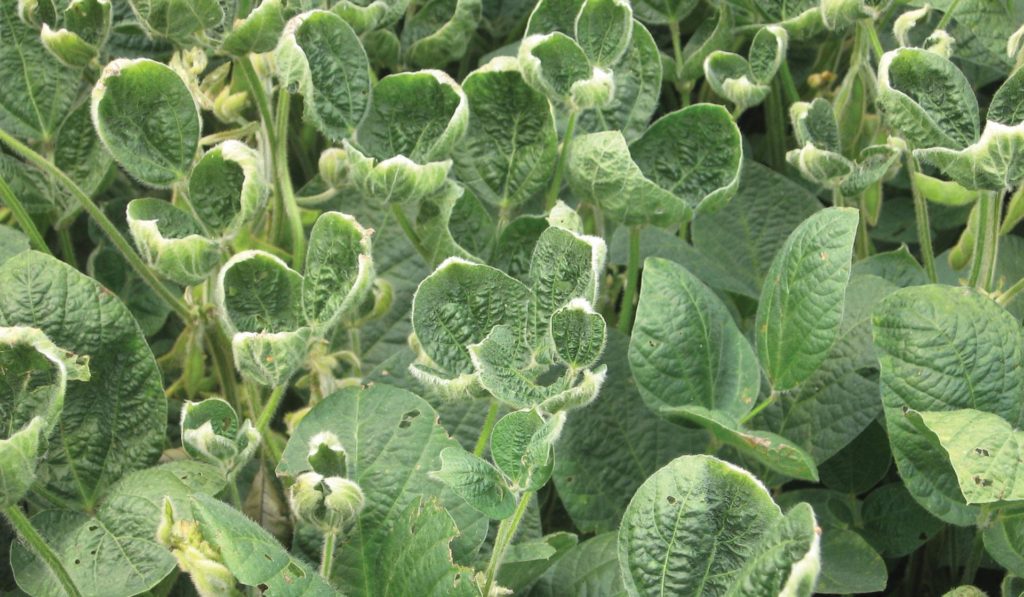 Game Changer: dicamba-tolerant, dicamba drift, auxin herbicide, stewardship | AGCO Blog