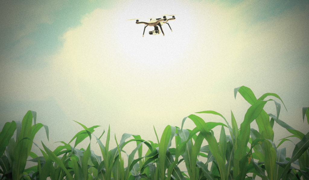 A drone hovers over a corn field.