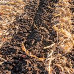 Strip tilling, shown here in a corn field, is a tilling method that can help conserve moisture and warm up soil in the spring.