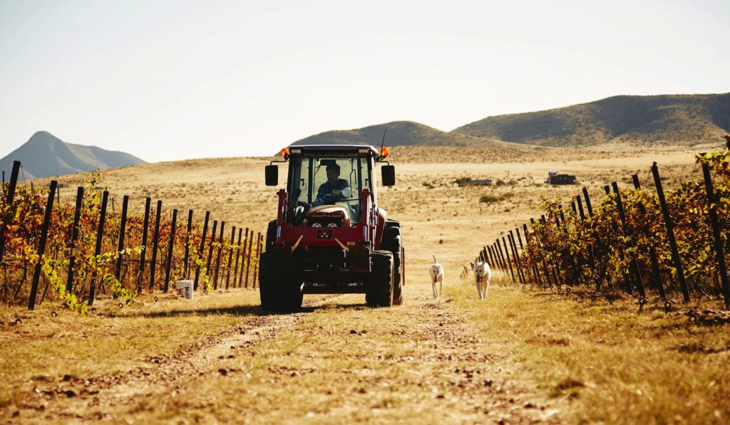 Jim Gardner drives his Massey Ferguson 1560 Seriesversatile tractor on is vineyard in Arizona.