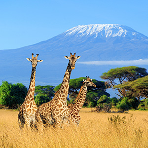 Kenya (Africa)