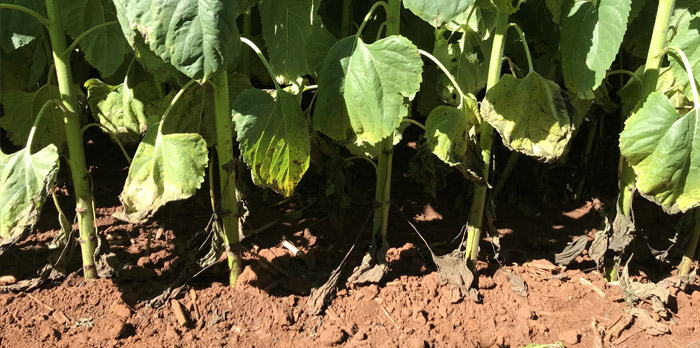 Accurate seeding results in increased yield