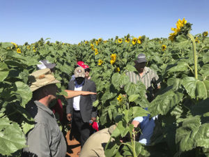 AGCO Africa Crop Tour 2018: Sunflower Downforce and Deltaforce study