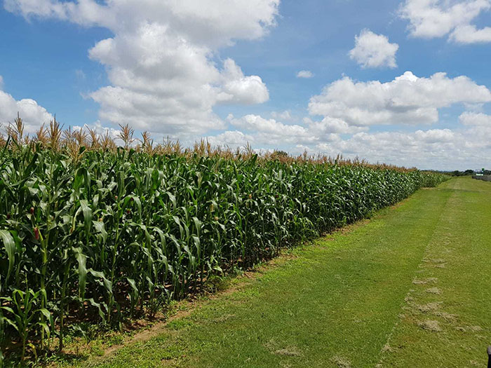Crop Tour maize plot in Zambia 