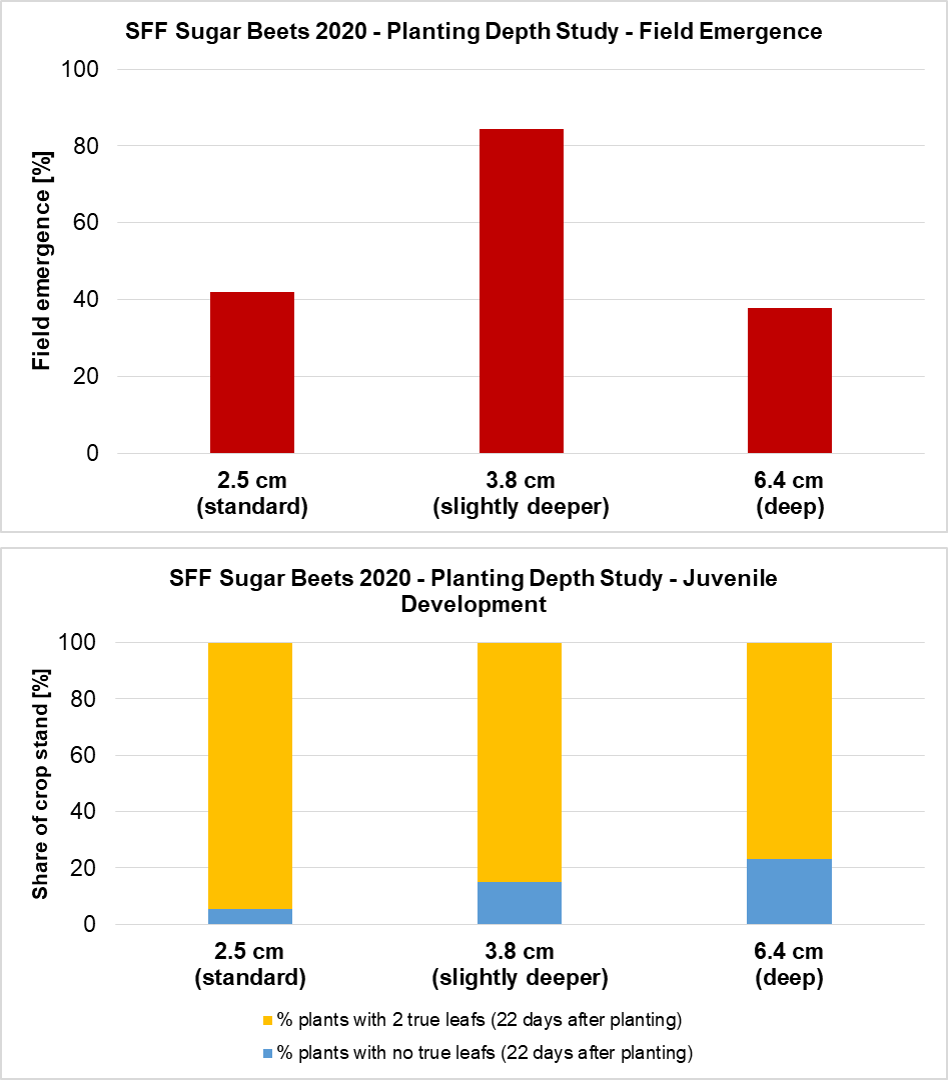 Field emergence and juvenile development of sugar beets in the 2020 Planting Depth Study.