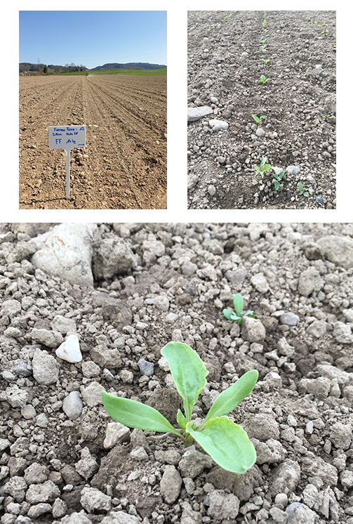 Impressions from the 2020 Crop Tour sugar beet trial plot
